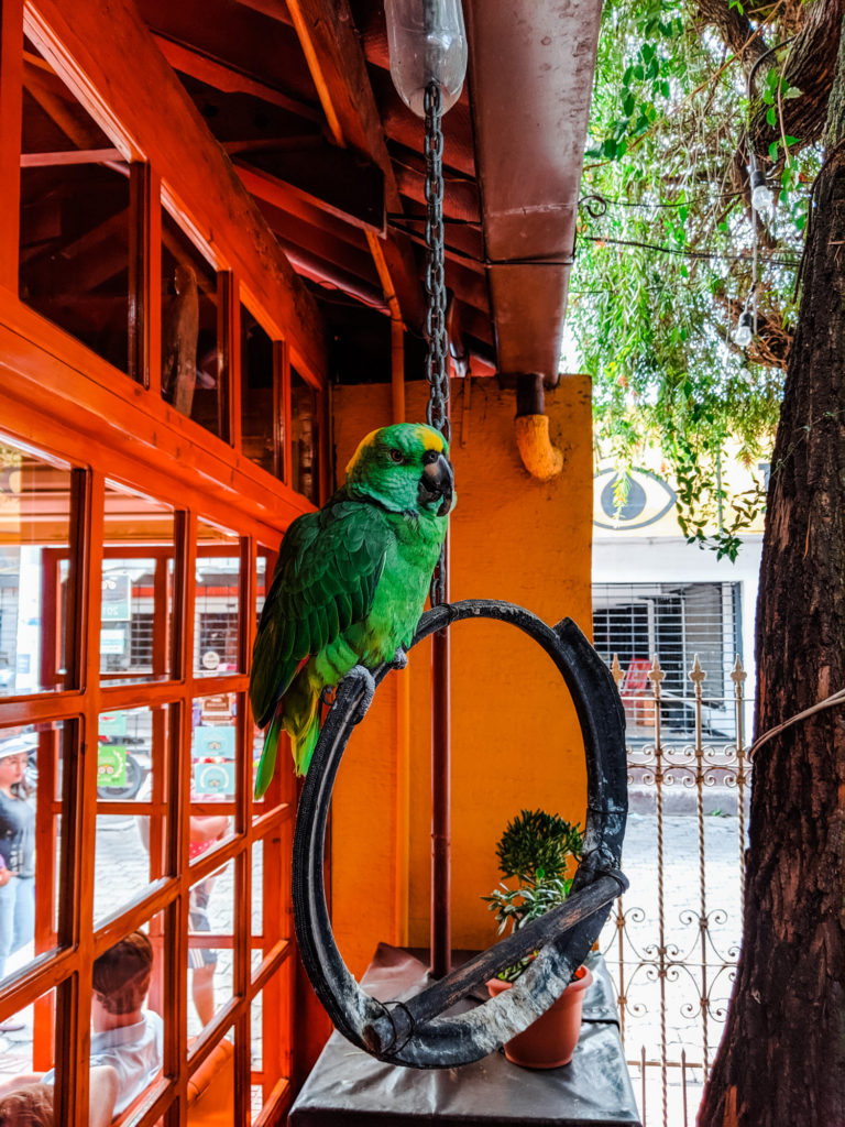 Talking parrot at Posada de Los Volcanes hotel in Panajachel Guatemala
