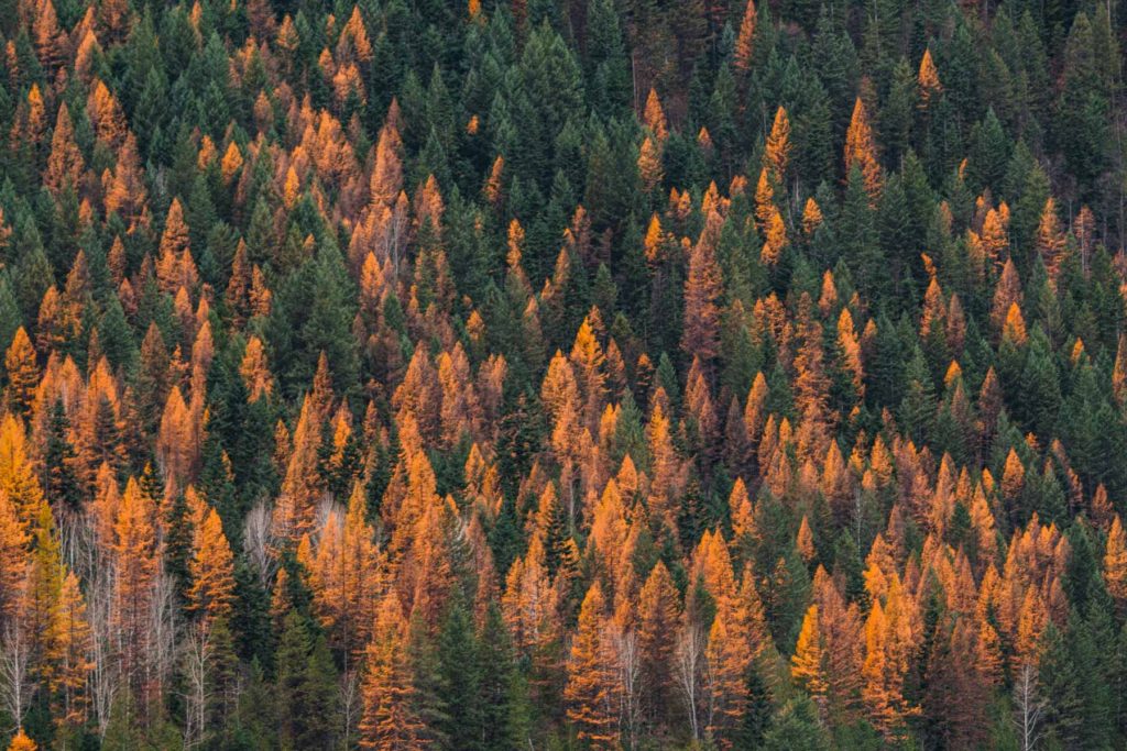 Yellow Western Larch trees at Sullivan Lake Washington