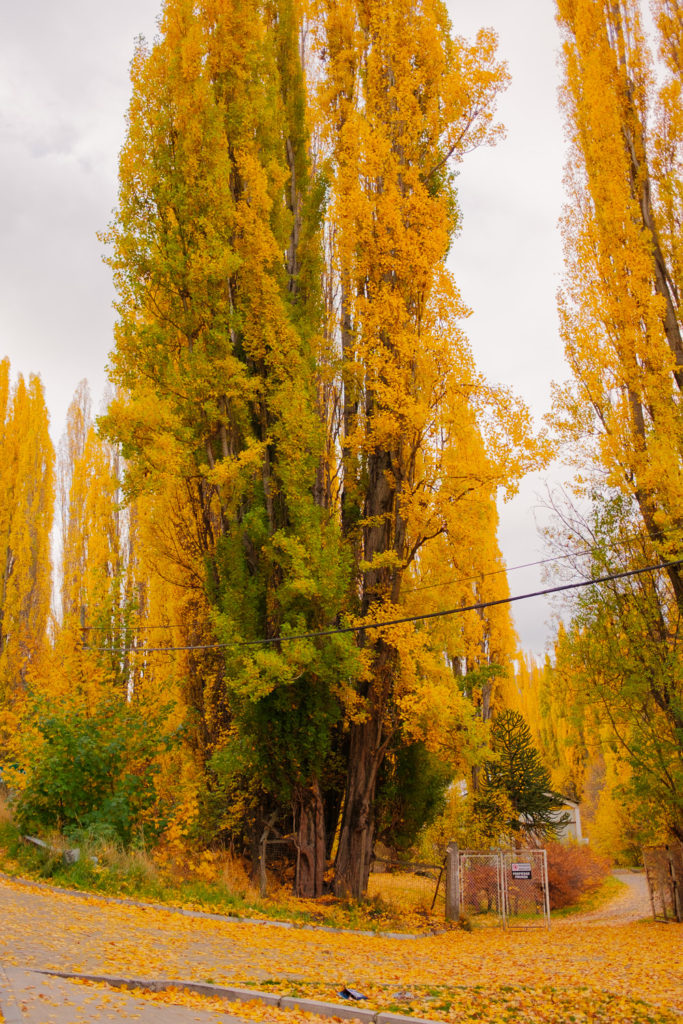 Colores de otoño en Coyhaique