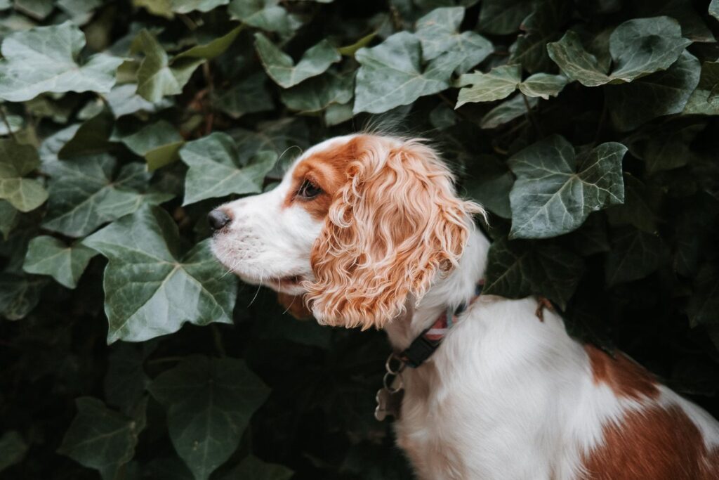 A cocker spaniel puppy as the main subject of the photo. 